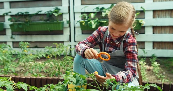 Girl 9 aged young farmer using magnifying glass for studying flowers of vegetables plants