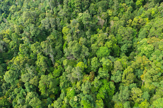 Fototapeta Dense tropical rainforest in Malaysia