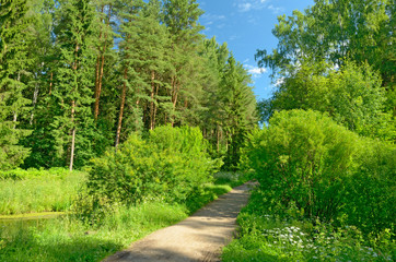 Sunny landscape in the forest.
