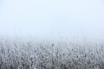 Grasses in hoarfrost and a fog./Grey tone of a grass in hoarfrost thanks to a fog passes in grey infinity.