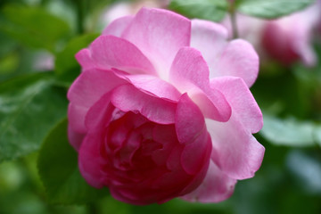 Pink rose./Bud of a rose with pink petals on a green background of leaves.