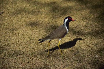 A local bird in need of food