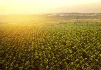 Photo sur Plexiglas Palmier Vue aérienne de la plantation de palmiers verts pendant le coucher du soleil avec effet flare.