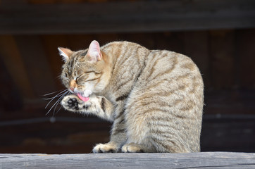 Серый полосатый дворовый кот умывается на мартовском солнышке