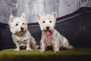 The West highland white Terrier dog on the green sofa