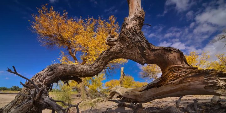 view of populus forest in Ejina, Inner Mongolia, China