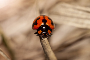 Obraz premium Macro of ladybugs on dried leaves.