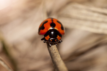 Macro of ladybugs on dried leaves.