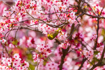 Japanese White-eye.The background is cherry blossoms(Japanese name Kanzakura). Located in Tokyo Prefecture Japan.