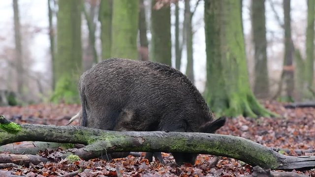 Wildschweine auf Futtersuche im Wald, Schwarzwild, Dezember, (Sus scrofa)