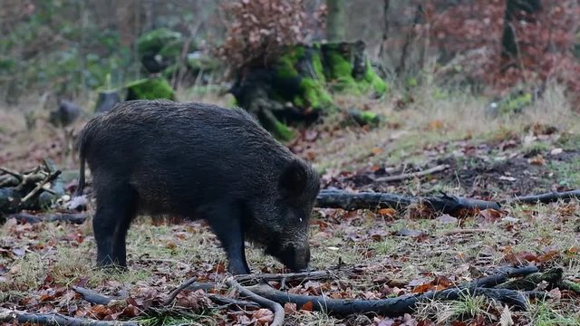 Wildschwein beim fressen im Wald, Schwarzwild, Dezember, (Sus scrofa)