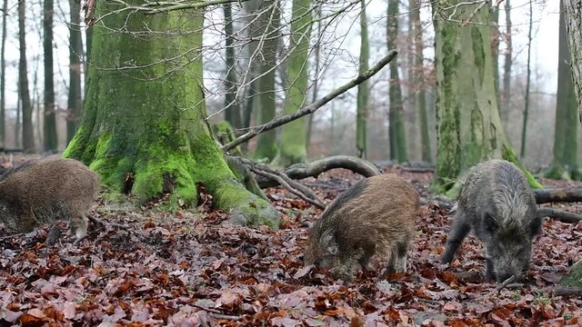 Wildschweine auf Futtersuche im Wald, Schwarzwild, Dezember, (Sus scrofa)
