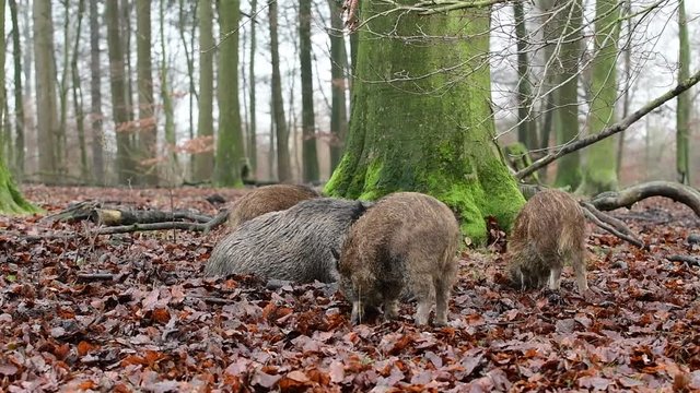 Wildschweine im Wald, Bache schl&auml;ft und Frischlinge auf Nahrungssuche, Schwarzwild, Dezember, (Sus scrofa)