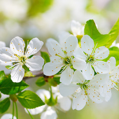 Blossoming cherry against the blue sky. Focus on the foreground.