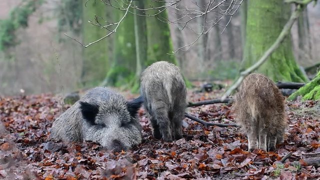 Wildschweine im Wald, schlafend und auf Futtersuche,  Schwarzwild, Dezember, (Sus scrofa)