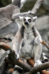 monkey - lemur