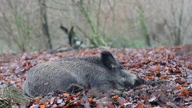 Wildschwein Bache schl&auml;ft im Wald, Schwarzwild, Dezember, (Sus scrofa)