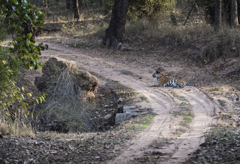 Bengal Tiger, ( Panthera tigris ) lying down in road, looking left. Bandhavgarh National Park, India