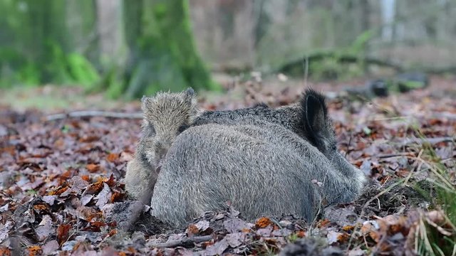 Wildschweine schlafen im Wald, Schwarzwild, Dezember, (Sus scrofa)