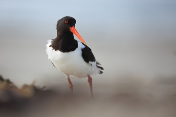 Haematopus ostralegus. The wild nature of the North Sea. Mid-sized bird. Bird on the beach. Germany. Beautiful nature.