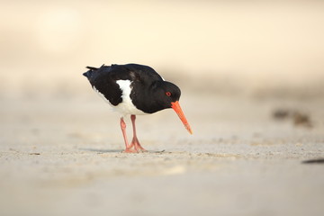 Haematopus ostralegus. The wild nature of the North Sea. Mid-sized bird. Bird on the beach....