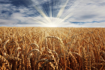 aufgehende Sonne hinter einem Getreidefeld