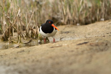 Haematopus ostralegus. The wild nature of the North Sea. Mid-sized bird. Bird on the beach. Germany. Beautiful nature.