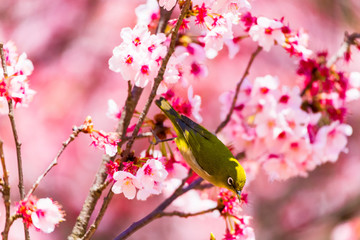 Japanese White-eye.The background is cherry blossoms. Located in Tokyo Prefecture Japan.