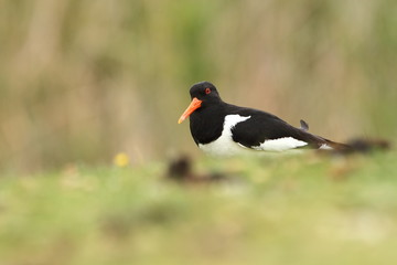 Haematopus ostralegus. The wild nature of the North Sea. Mid-sized bird. Bird on the beach. Germany. Beautiful nature.