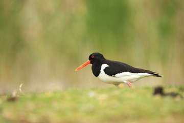 Haematopus ostralegus. The wild nature of the North Sea. Mid-sized bird. Bird on the beach. Germany. Beautiful nature.