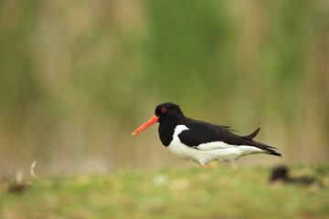 Haematopus ostralegus. The wild nature of the North Sea. Mid-sized bird. Bird on the beach. Germany. Beautiful nature.