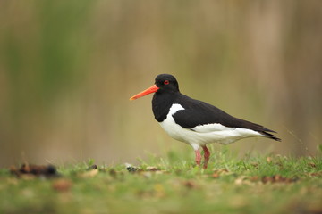 Haematopus ostralegus. The wild nature of the North Sea. Mid-sized bird. Bird on the beach. Germany. Beautiful nature.