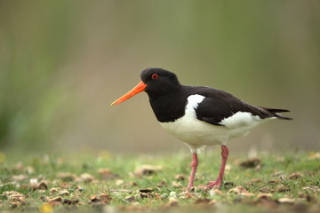 Haematopus ostralegus. The wild nature of the North Sea. Mid-sized bird. Bird on the beach. Germany. Beautiful nature.