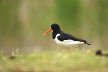 Haematopus ostralegus. The wild nature of the North Sea. Mid-sized bird. Bird on the beach. Germany. Beautiful nature.