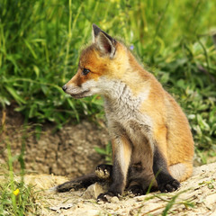 closeup of young red fox