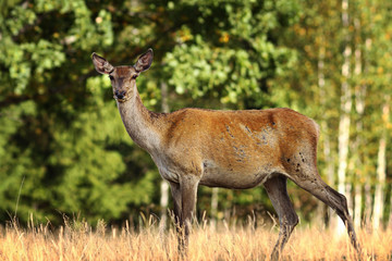 curious red deer doe in a glade