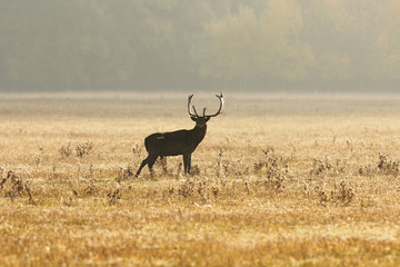 fallow deer stag on meadow in morning light