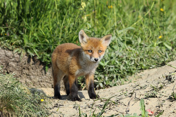 eurasian red fox cub