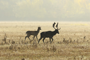 fallow deers in mating season on meadow