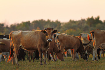feral cows in Danube Delta