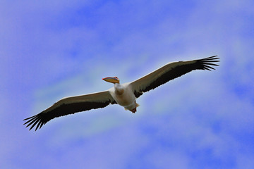 great pelican flying towards the camera