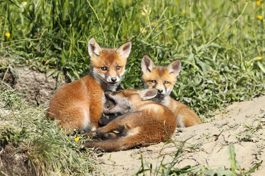 family of young red foxes