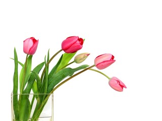 花瓶に入れた赤いチューリップの花、白背景