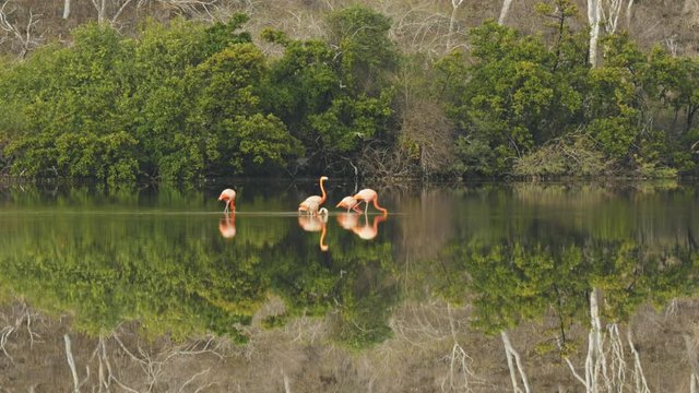 flock of flamingoes and reflections on a calm lagoon at isla floreana in the galapagos