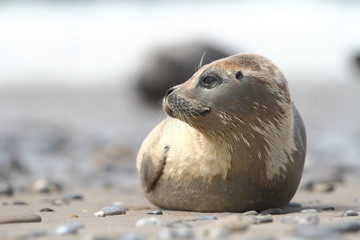 Phocidae. Beautiful wild nature of the North Sea. Germany. Seal on the beach. Nature of Europe.