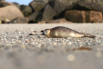 Phocidae. Beautiful wild nature of the North Sea. Germany. Seal on the beach. Nature of Europe.