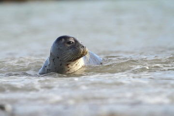 Phocidae. Beautiful wild nature of the North Sea. Germany. Seal on the beach. Nature of Europe.