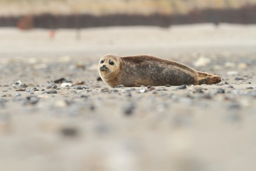 Phocidae. Beautiful wild nature of the North Sea. Germany. Seal on the beach. Nature of Europe.