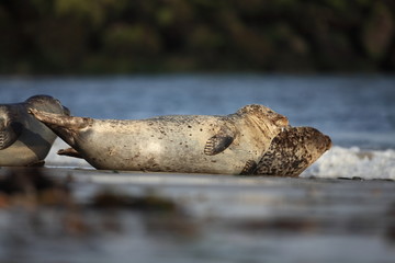 Phocidae. Beautiful wild nature of the North Sea. Germany. Seal on the beach. Nature of Europe.