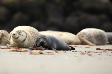 Fototapeta premium Phocidae. Beautiful wild nature of the North Sea. Germany. Seal on the beach. Nature of Europe.